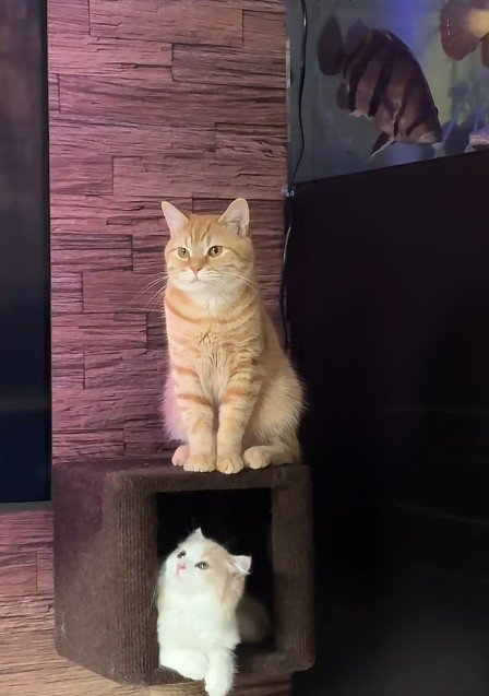 2匹の猫