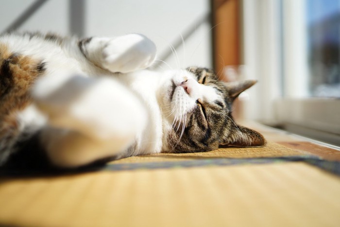 畳で寝そべる猫