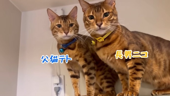 並ぶ2匹の猫