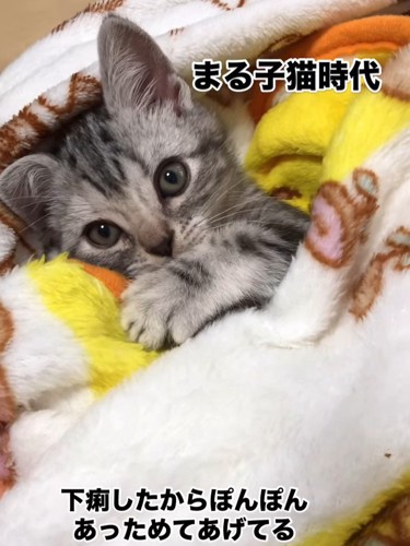 カメラ目線の子猫