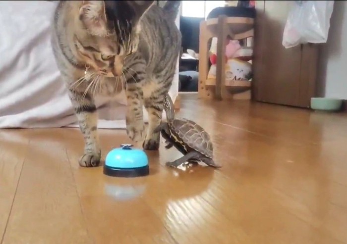 猫と亀
