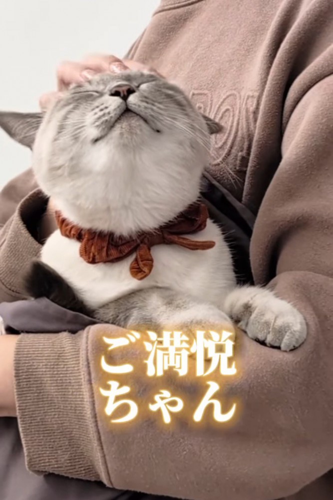 頭をなでられる猫