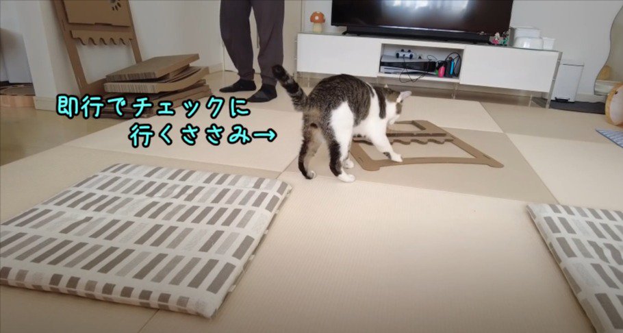 カーペットの上にあるダンボールの上に近づく猫