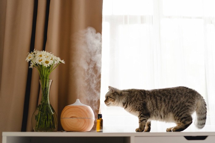 アロマを嗅ぐ猫