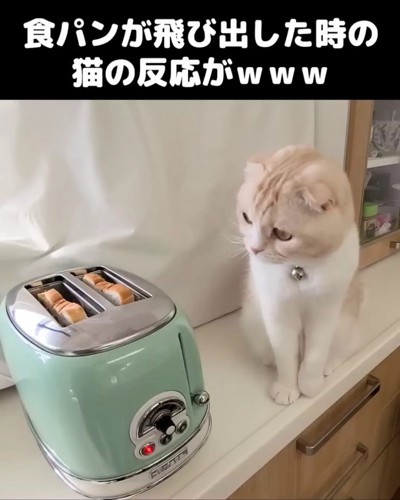 トースターの隣に座る猫