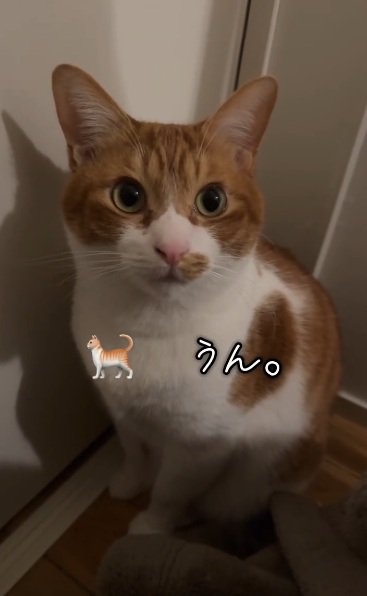 2回目の返事をする茶白猫