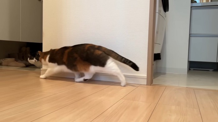 歩く三毛猫