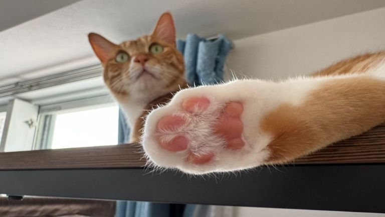 室内にいる猫