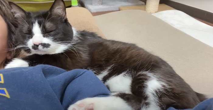 寝ている白黒猫