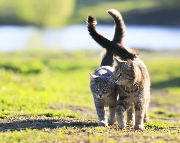 寄り添って歩く2匹の猫