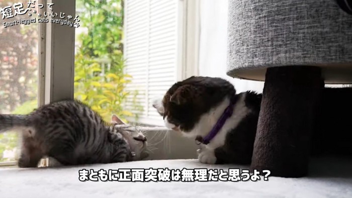 成猫と小さくなる子猫