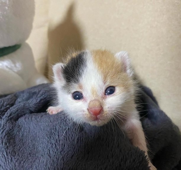 うつぶせのミケの子猫