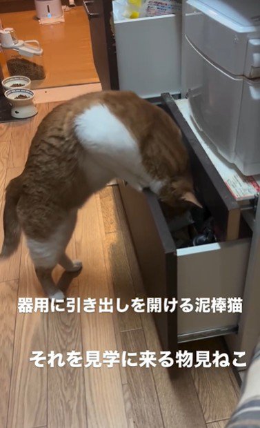 引き出しを開けている猫
