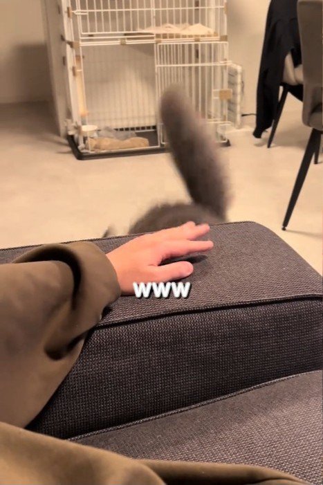 猫のしっぽ