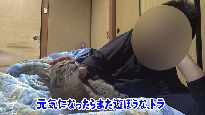 撫でられる猫