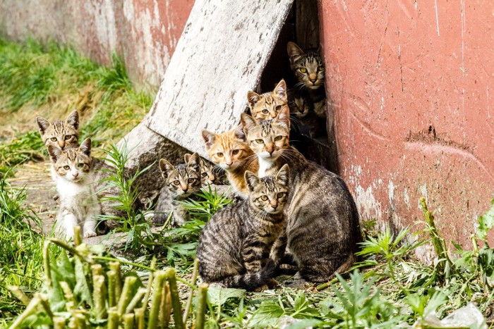 野良猫たち