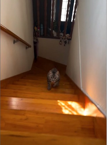 階段を駆け上がる猫