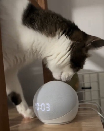 音声アシスタントの匂いを嗅ぐノアくん