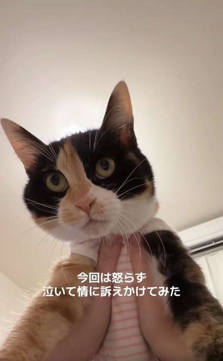 脇を掴まれた洋服を着ている猫