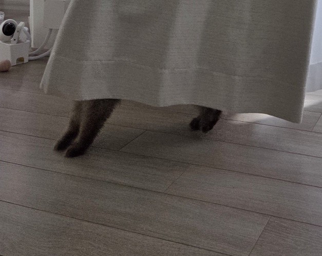 カーテンの下から見える猫の揃えた足