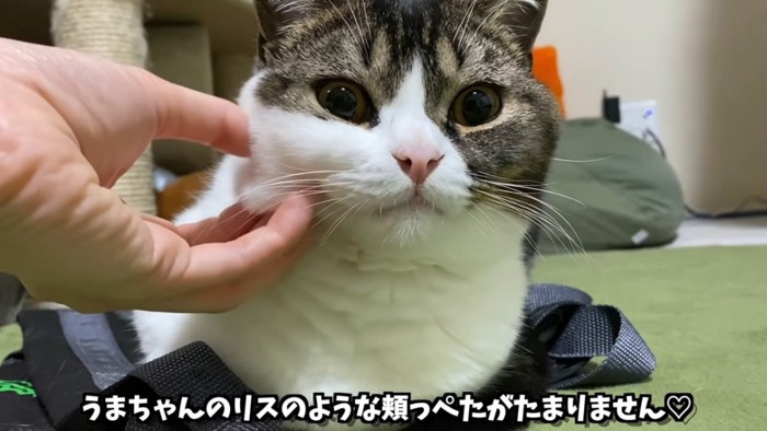 頬の毛を掴まれる猫