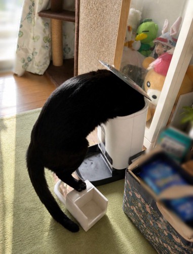 キャットフードが入っている機械に頭を入れる猫