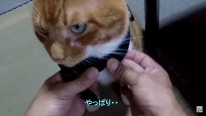 ハーネスを付けた猫