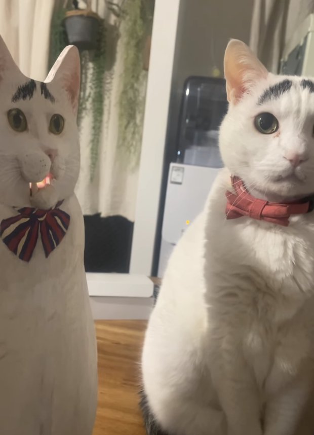 口を開いているパネルの真横で座りしている猫（耳前向き）