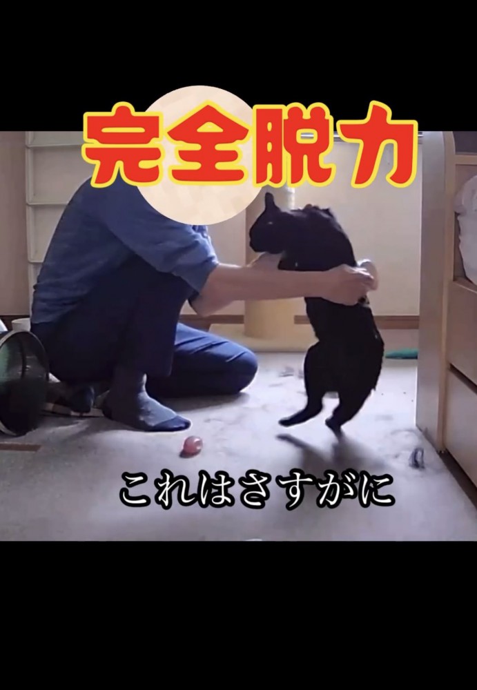 ブラッシングされる黒猫