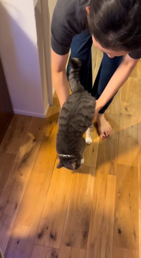 床に足が着いた猫