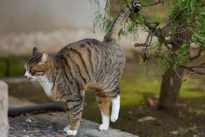 マーキングする猫