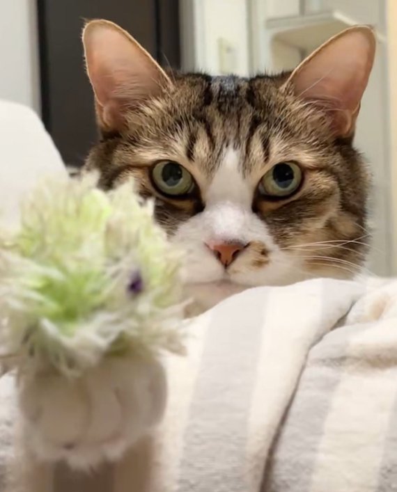 前脚にオモチャを乗せ上目遣いの猫