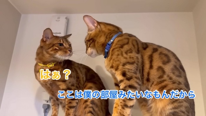 にらみ合う2匹の猫