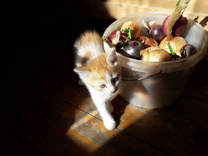 子猫と玉ねぎ