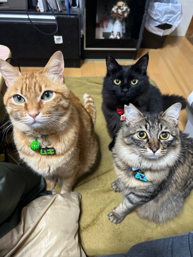 3匹の猫