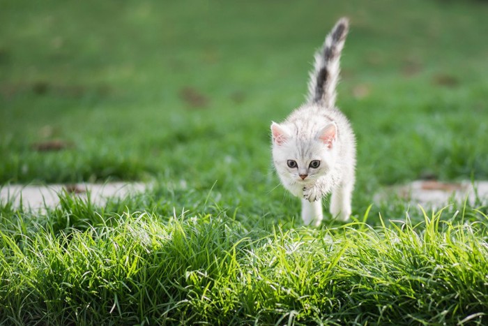 走る子猫