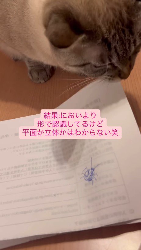 ノートの紙をかじる猫