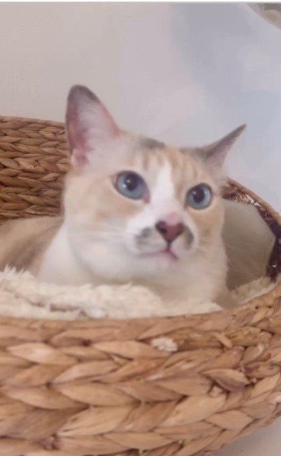 耳をピンと立てている猫