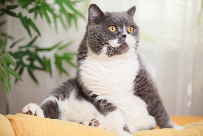 ソファーでくつろぐ太り気味の猫