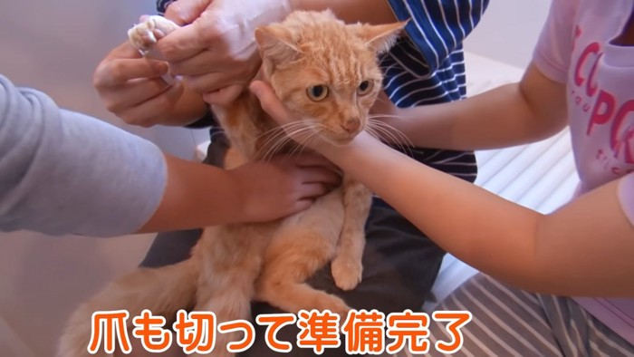 爪切りされる猫