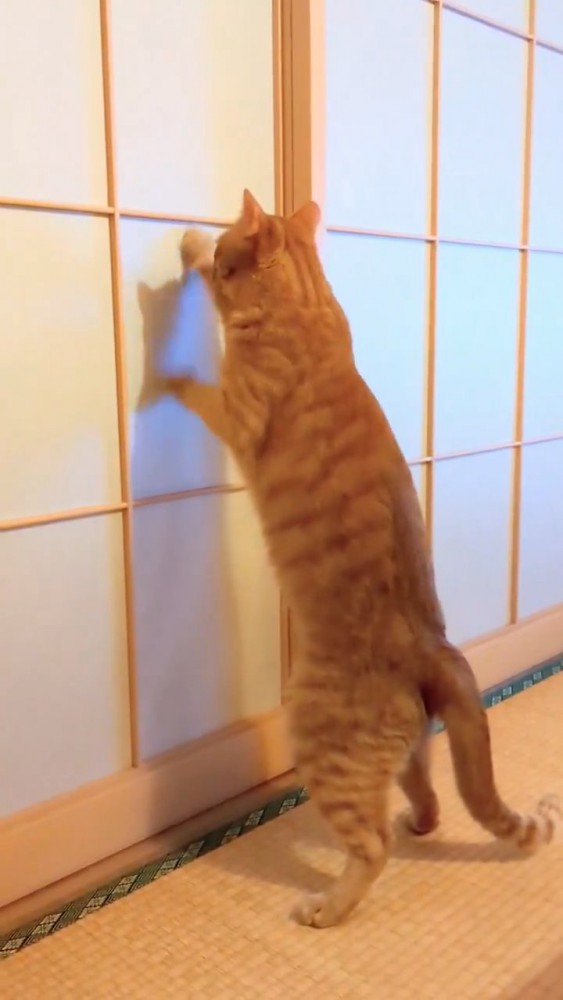 障子をガリガリする猫