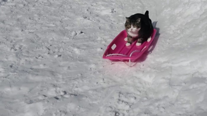 ソリで雪を滑り降りるスコティッシュフォールド