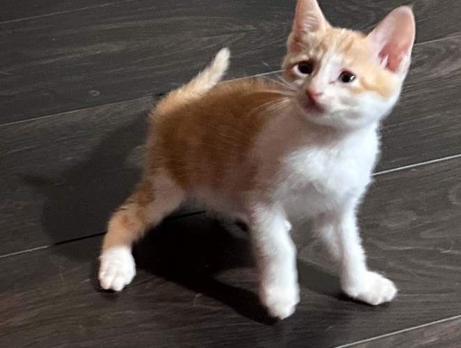驚く子猫