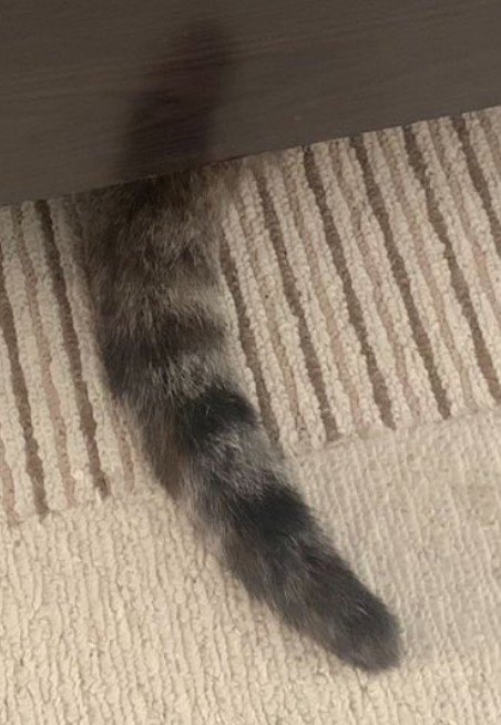 猫のしっぽ(アップ)