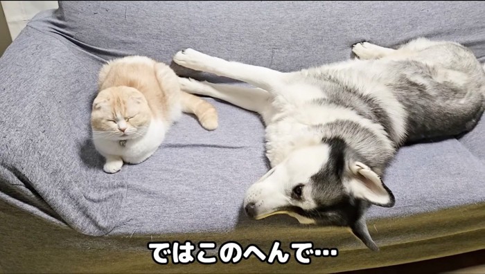 ソファの上で寝転がる猫とハスキー犬