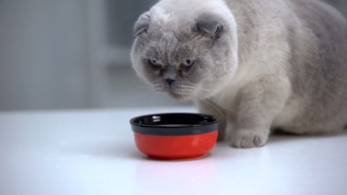 食欲がない猫