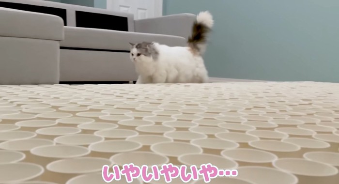 歩いている猫