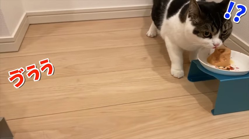 おやつを食べる猫と「ゔうう」