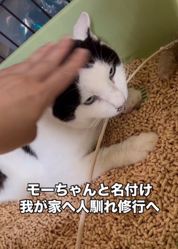 トイレにいる猫