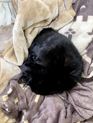 毛布の上で体を丸める黒猫